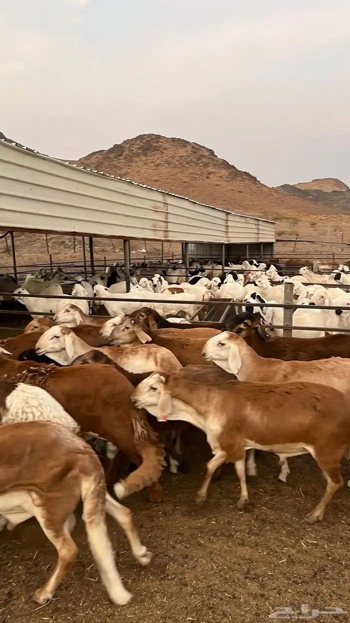 طليان سواكن حمري مرابى مناسبات زواجات ثلاجات 8