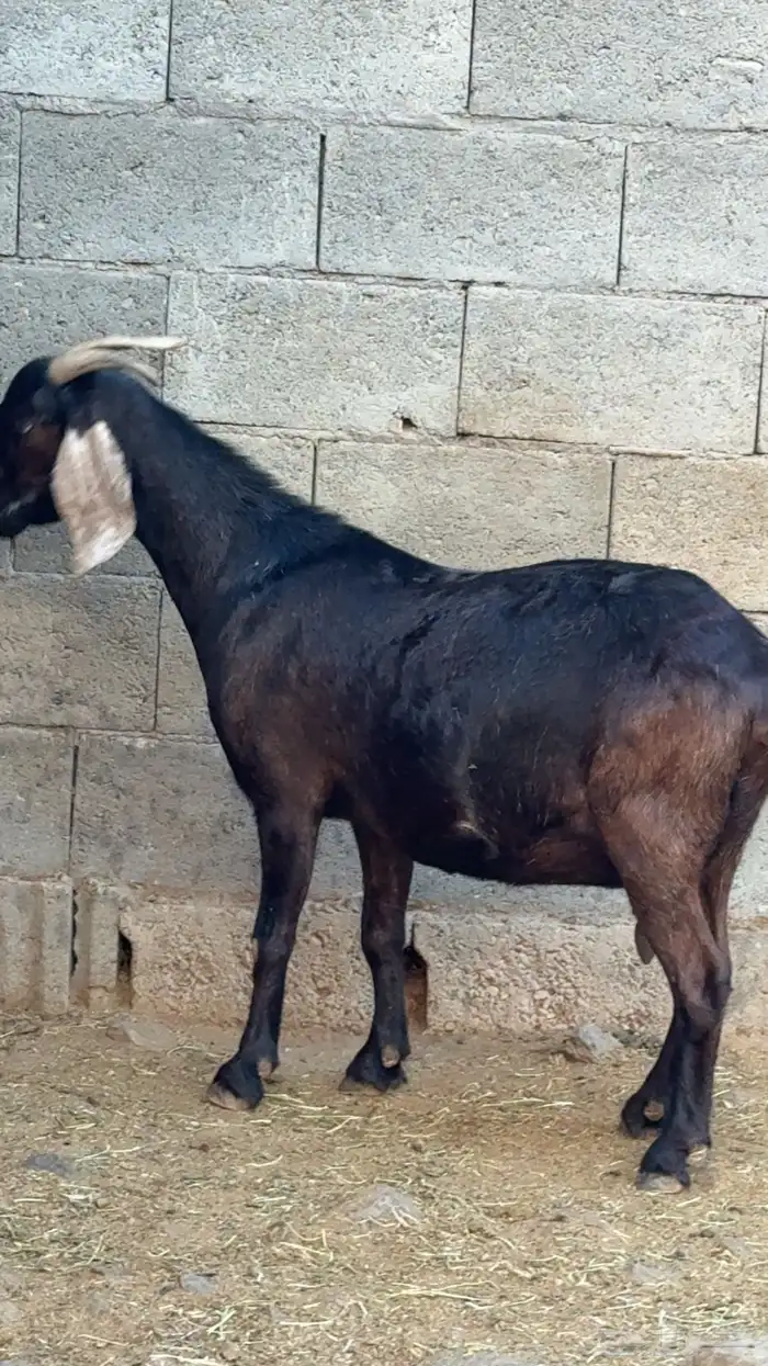 عنز بورقت فاخرة( تم البيع) 2