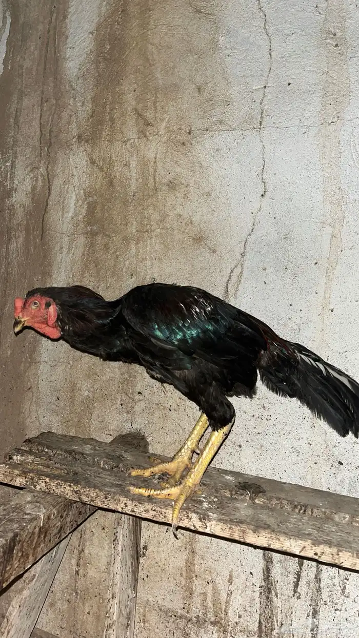 ديك 1