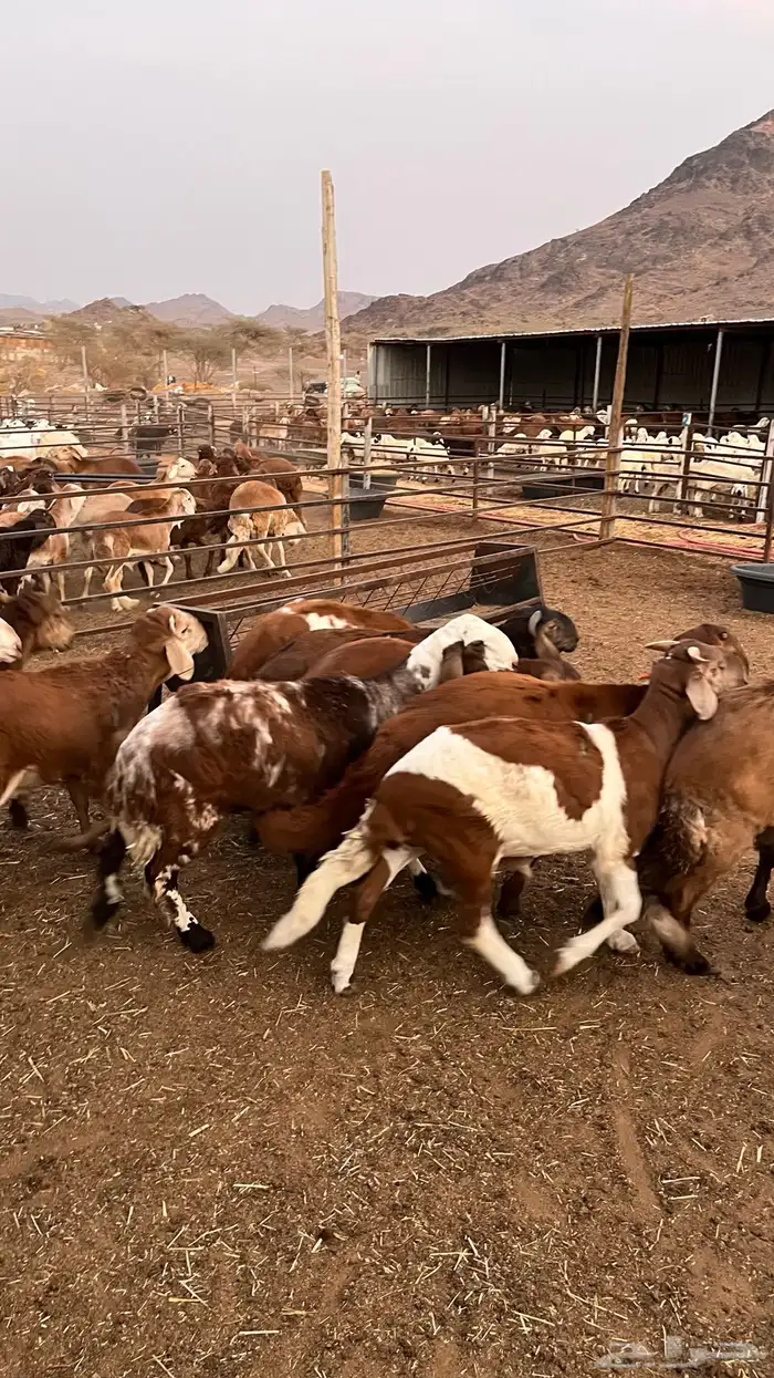 طليان سواكن حمري مرابى مناسبات زواجات ثلاجات 19