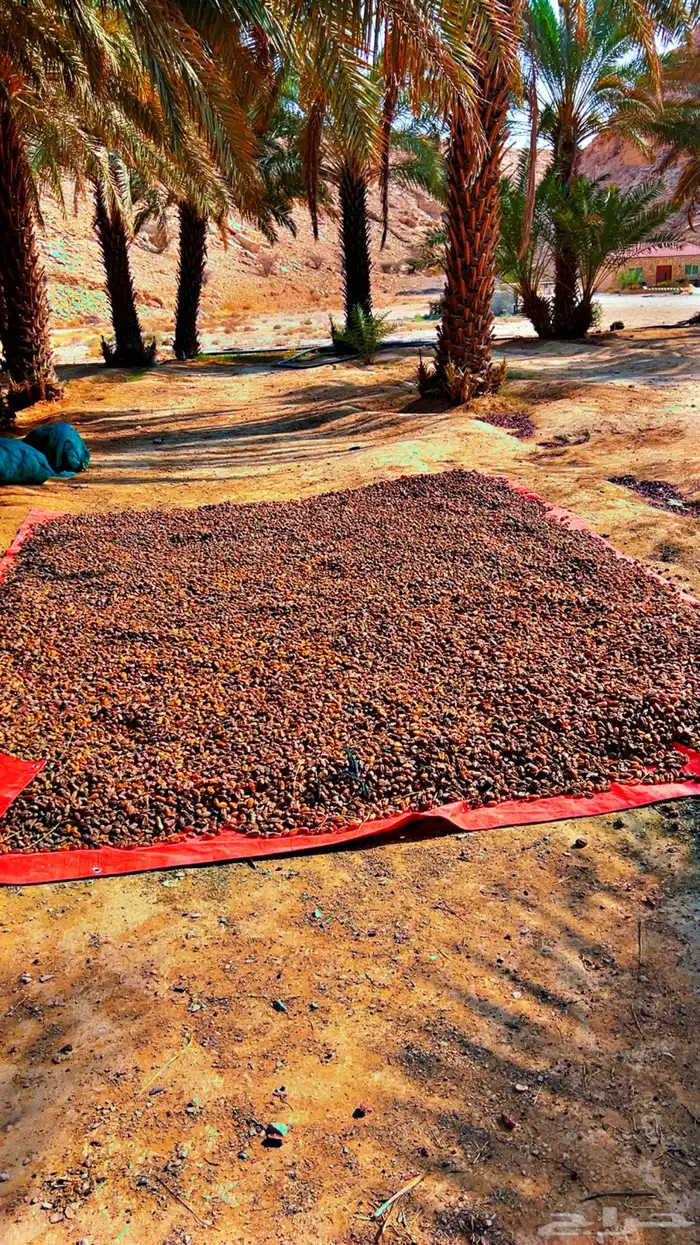 يوجد علاف تمر البيع   وادي العين 3