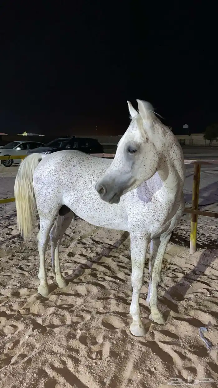 حصان للبيع واهو جاهز لالنقل السوم4000والبع قريب 4
