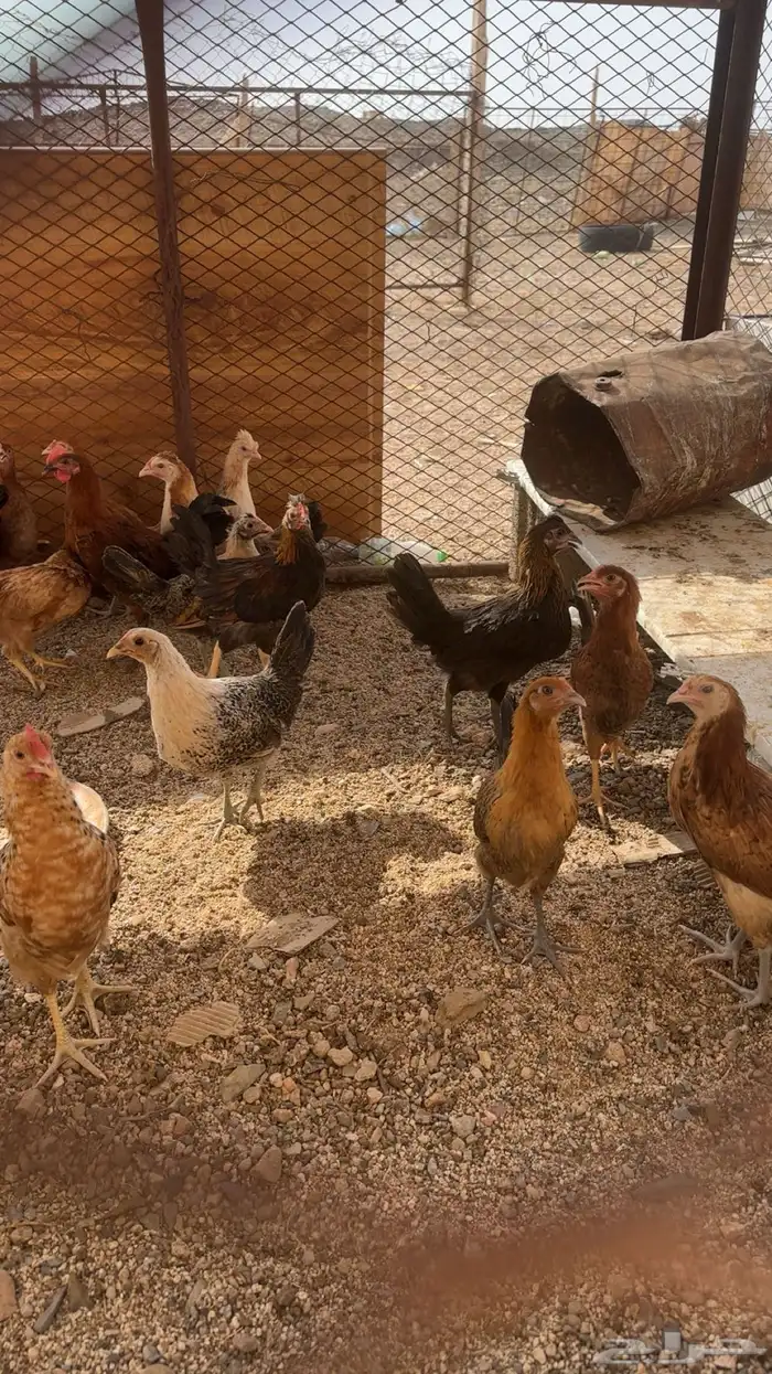 دجاج من عمر شهرين ونص إلى ثلاثة شهور ونص 1