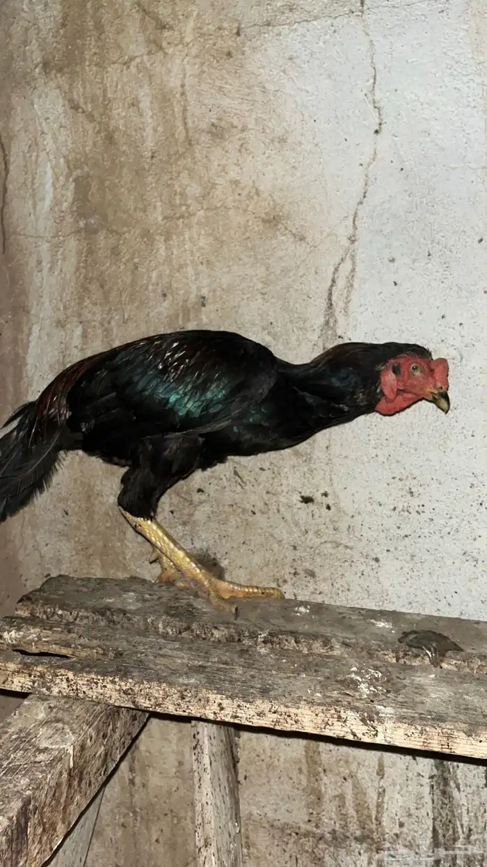 ديك 2