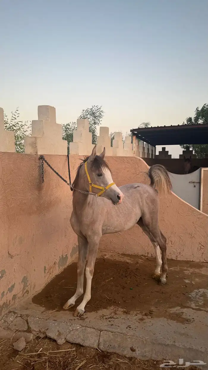 مهر شعبي 0
