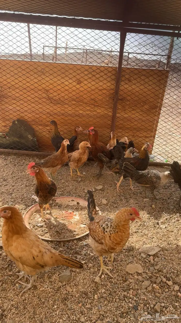 دجاج من عمر شهرين ونص إلى ثلاثة شهور ونص 2