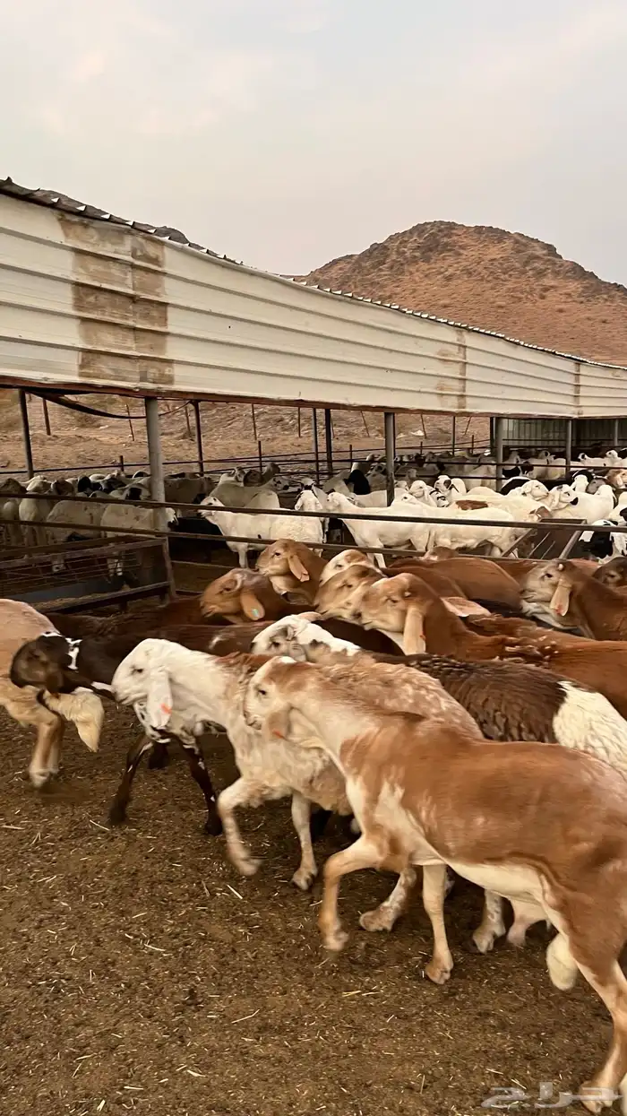 طليان سواكن حمري مرابى مناسبات زواجات ثلاجات 4