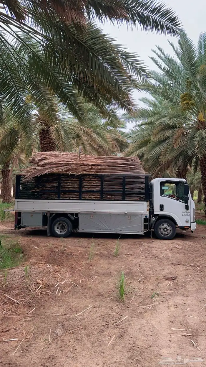 سعف نخل جريد نخيل جريد سعف للبيع يوجد توصيل جميع المناطق 2