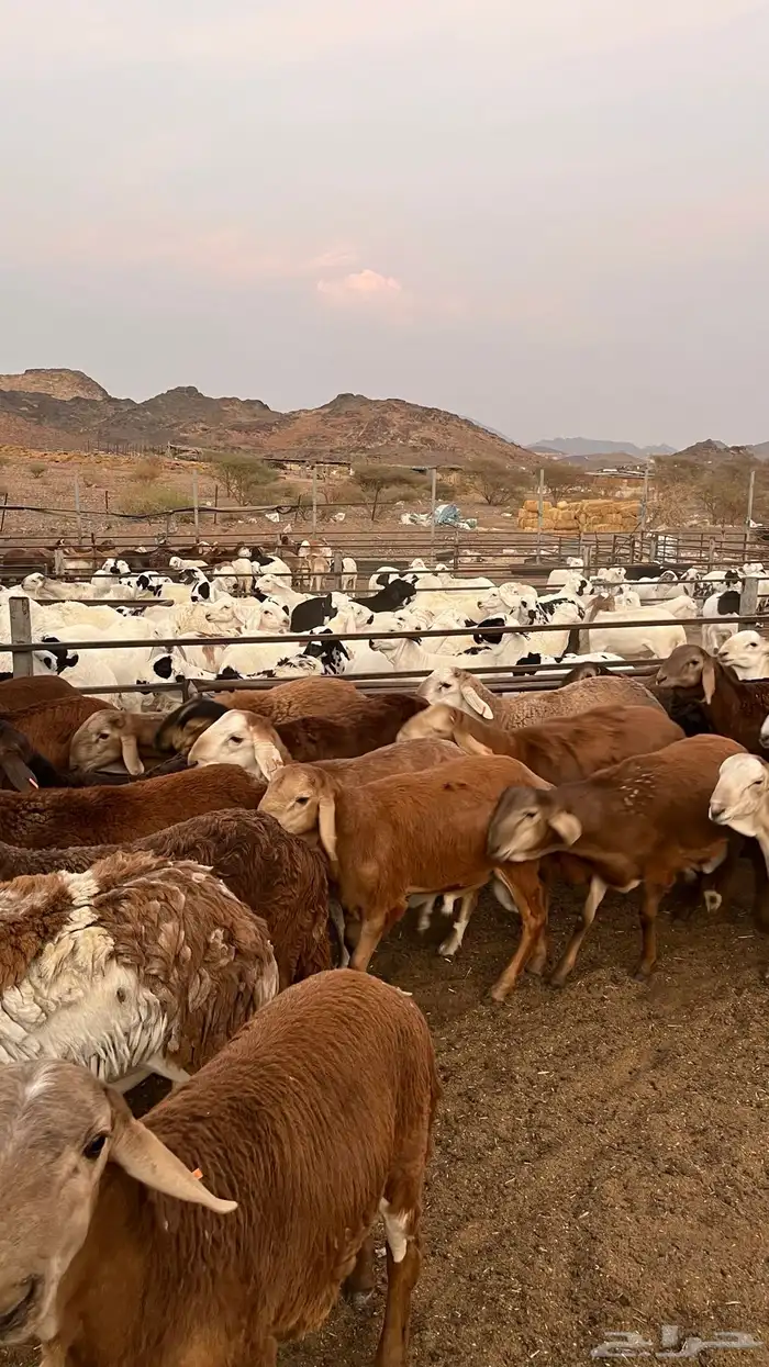 طليان سواكن حمري مرابى مناسبات زواجات ثلاجات 14