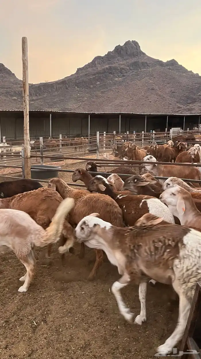 طليان سواكن حمري مرابى مناسبات زواجات ثلاجات 16