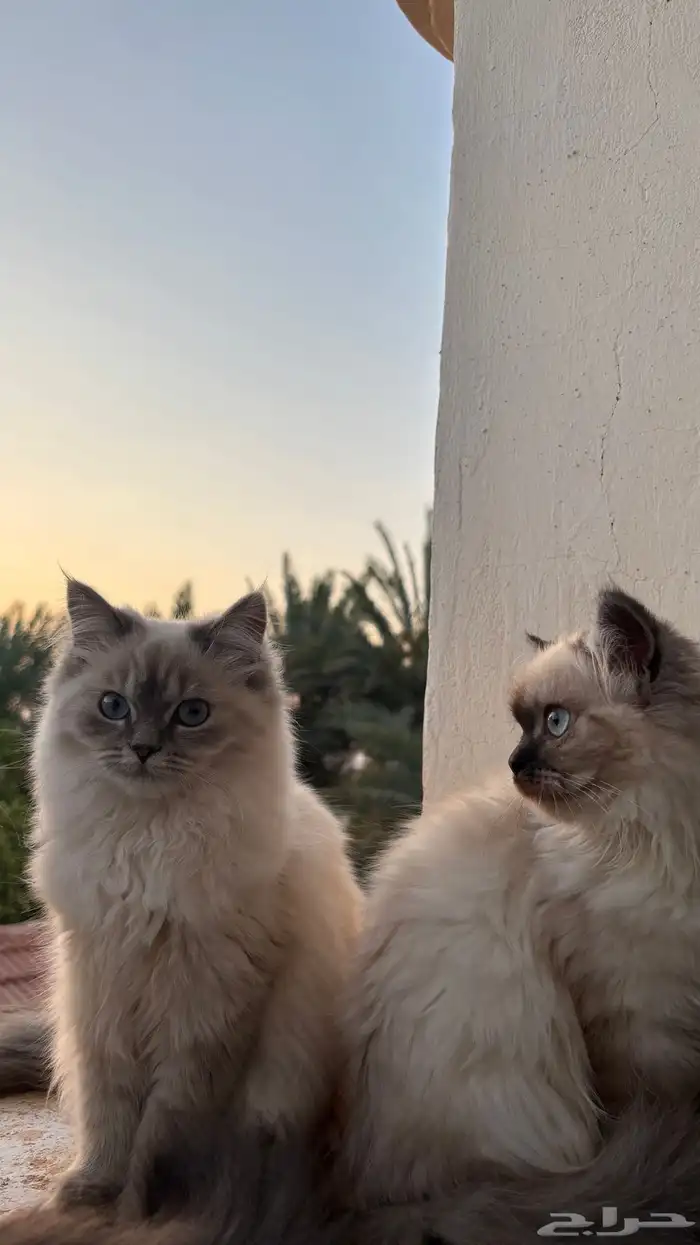 كيتنز اناث للبيع 1