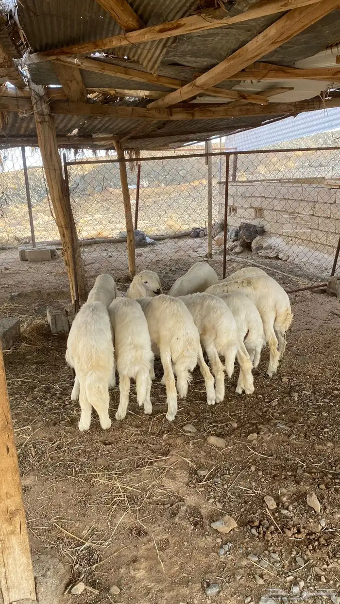 بهم كفو كله خرفان ( تم البيع ) 3