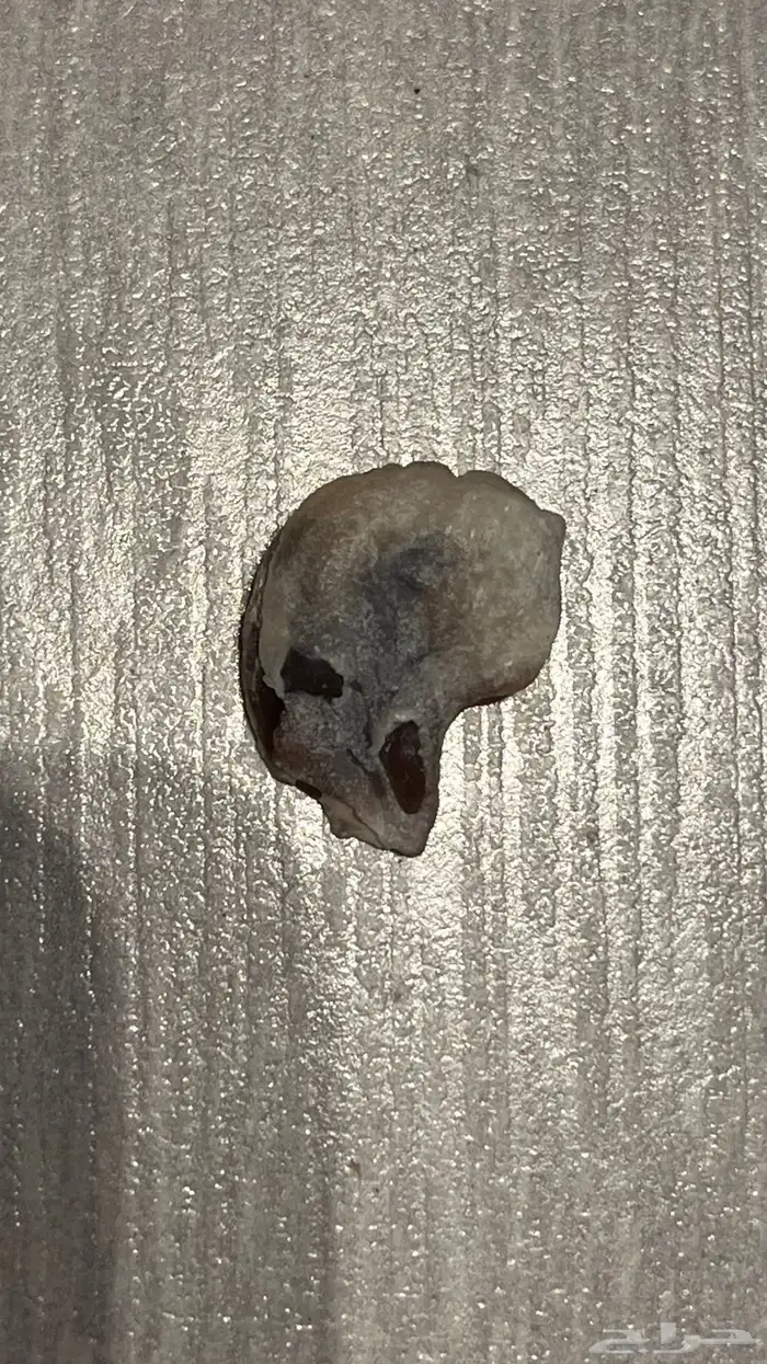 صدفة شكل جمجمة 0