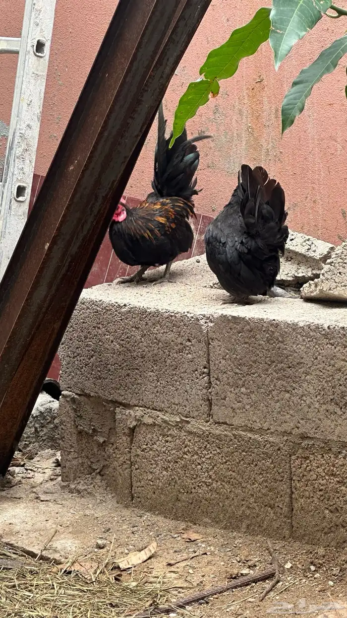 دجاج جبنيز قزم 2