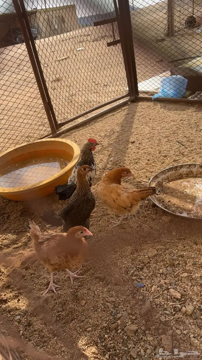 دجاج من عمر شهرين ونص إلى ثلاثة شهور ونص 0