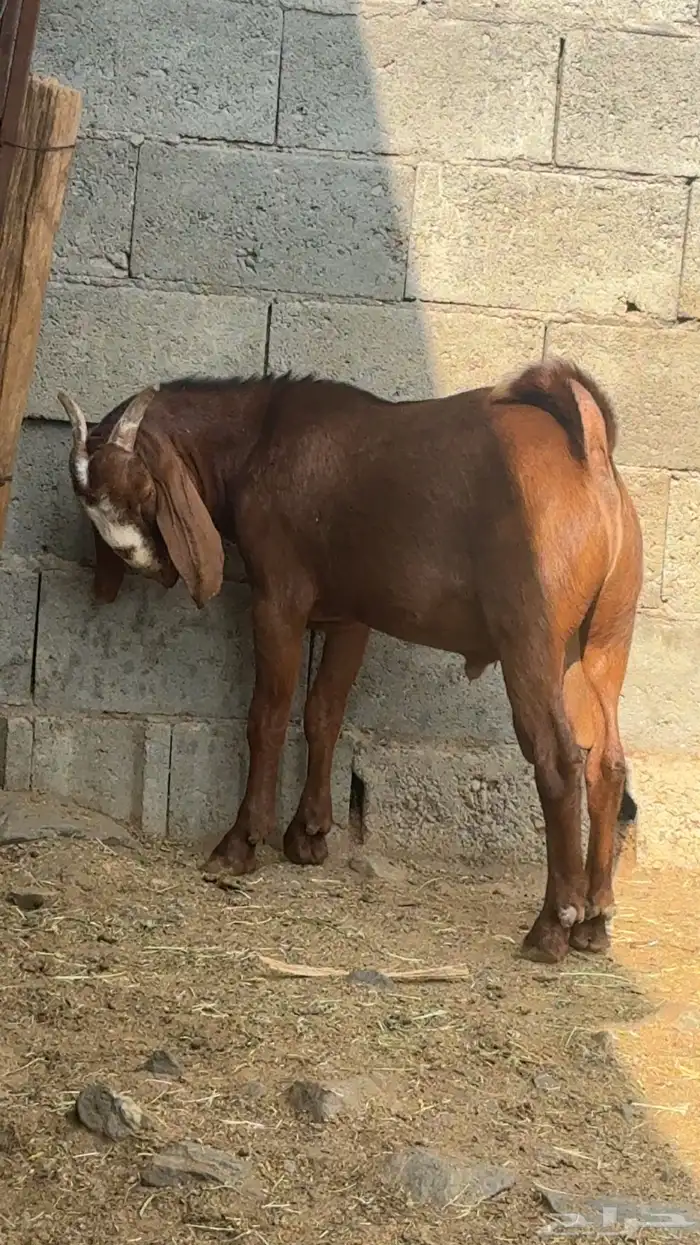 تيس قبرصي ( تم البيع ) 1