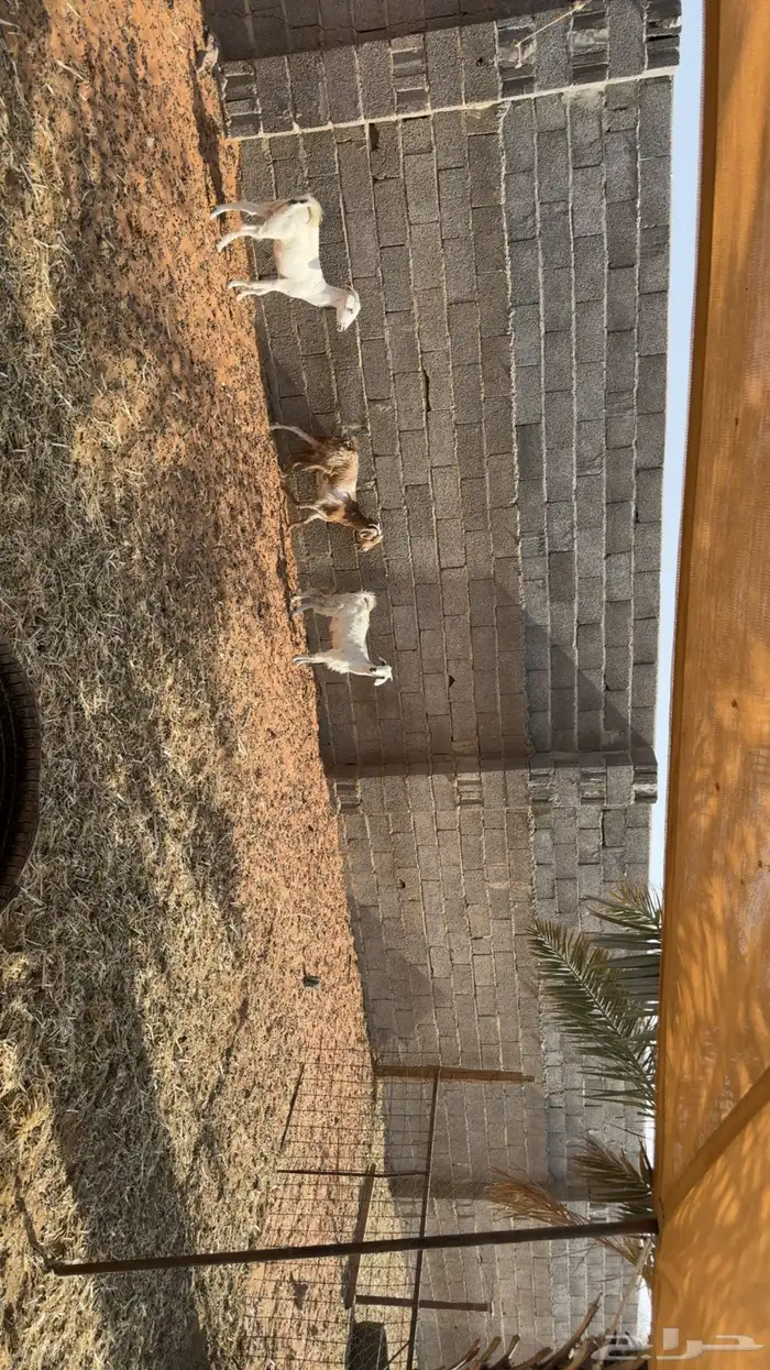 جفرات اشباب 4