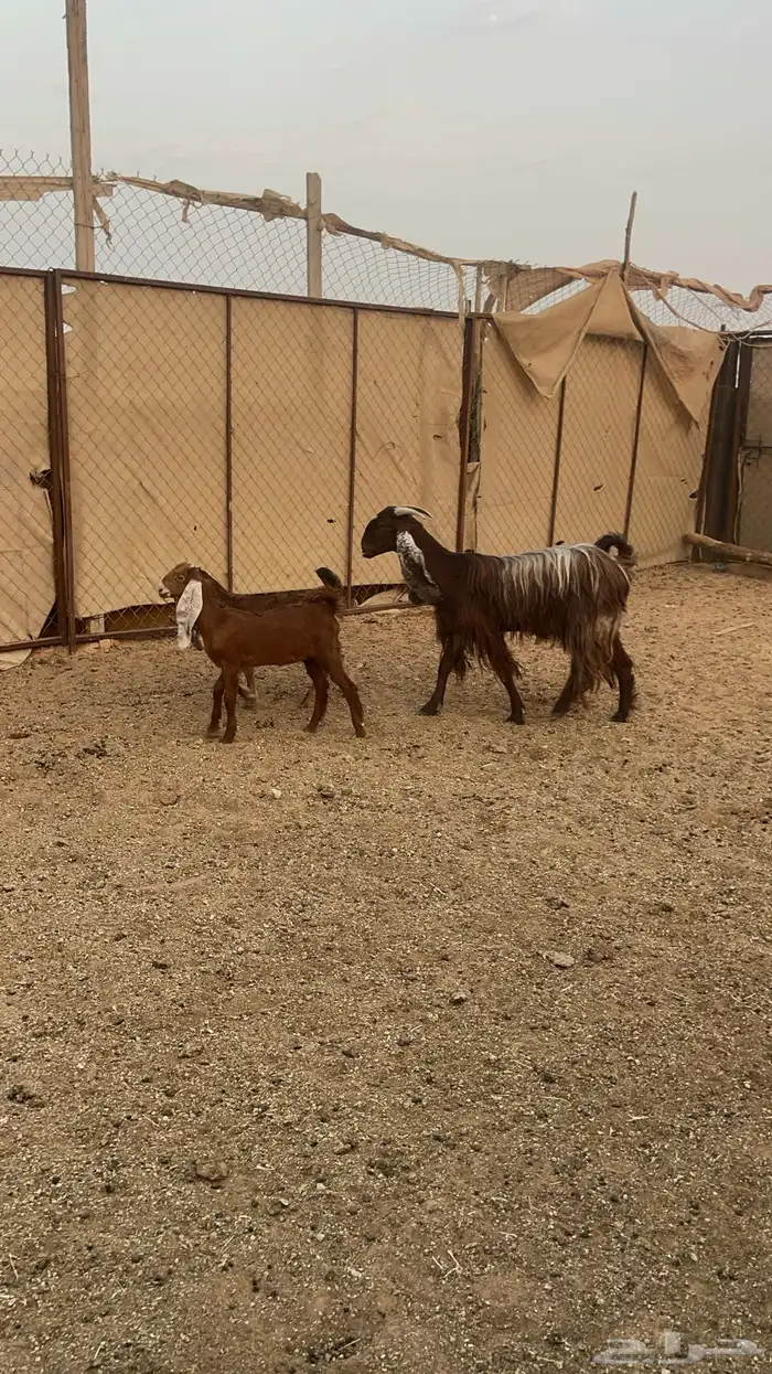 عنز كفو معها ثنين 1