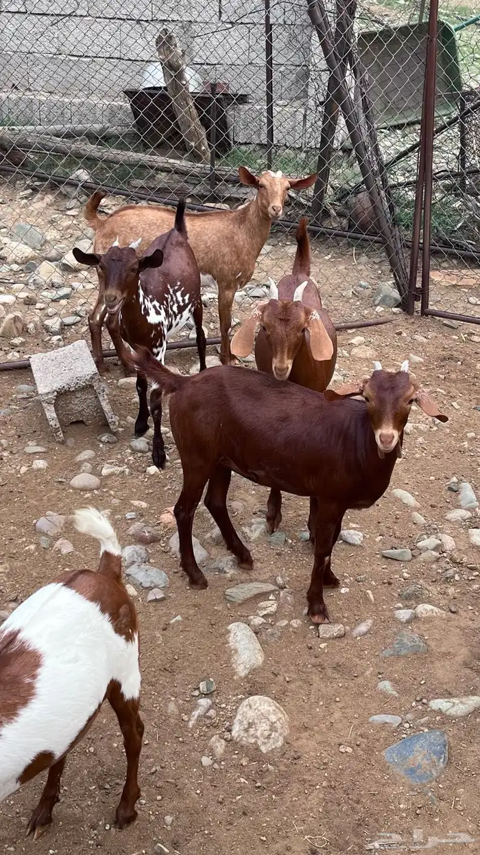 جفير للبيع 1