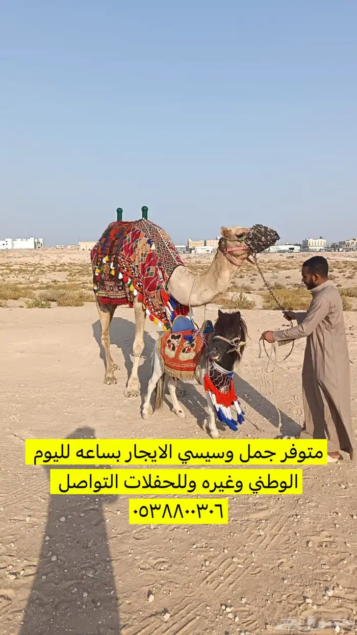 تأجير لليوم الوطني جمل وسيسيات 1