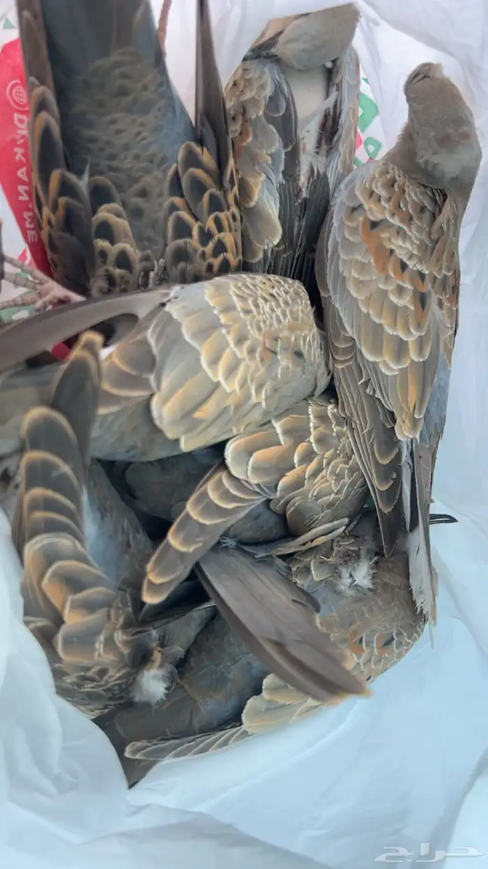 قمري نزل وسمان 0