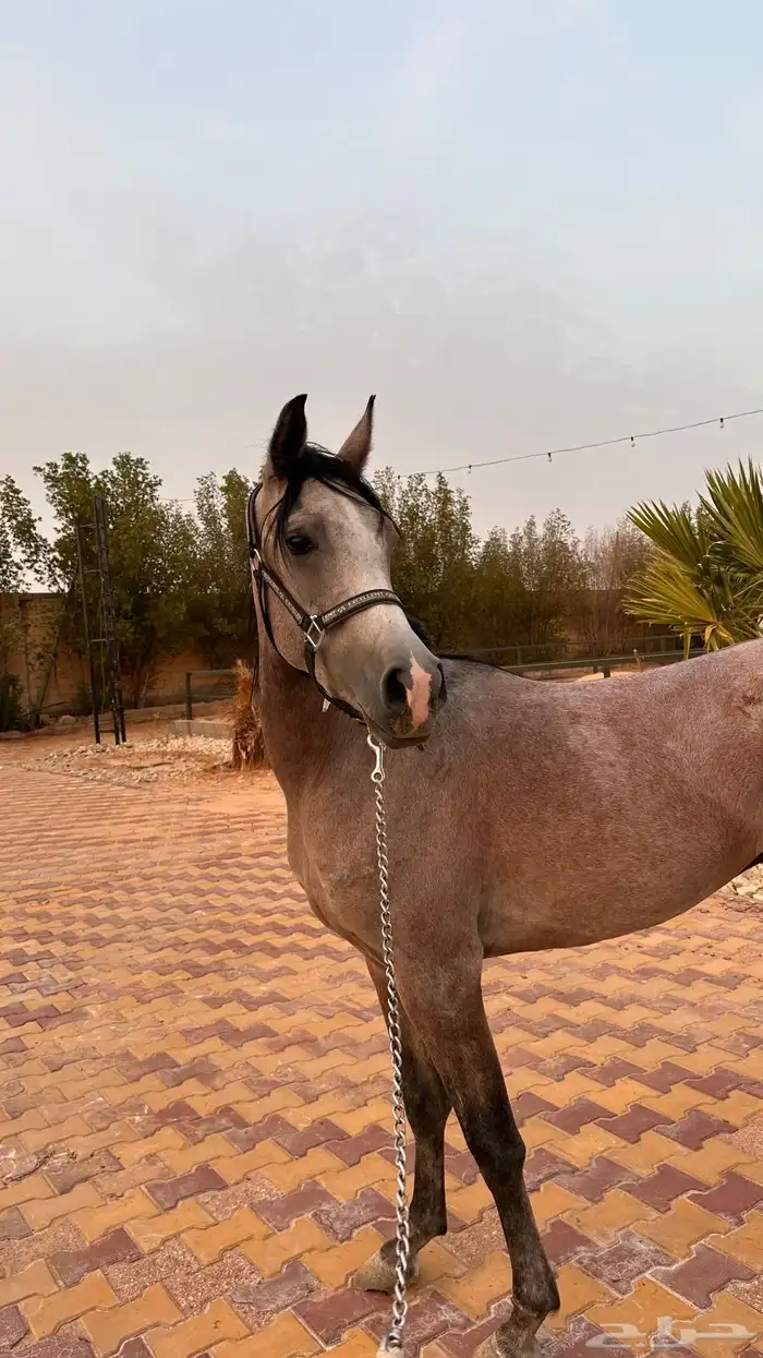 حصان واهو للبيع 5