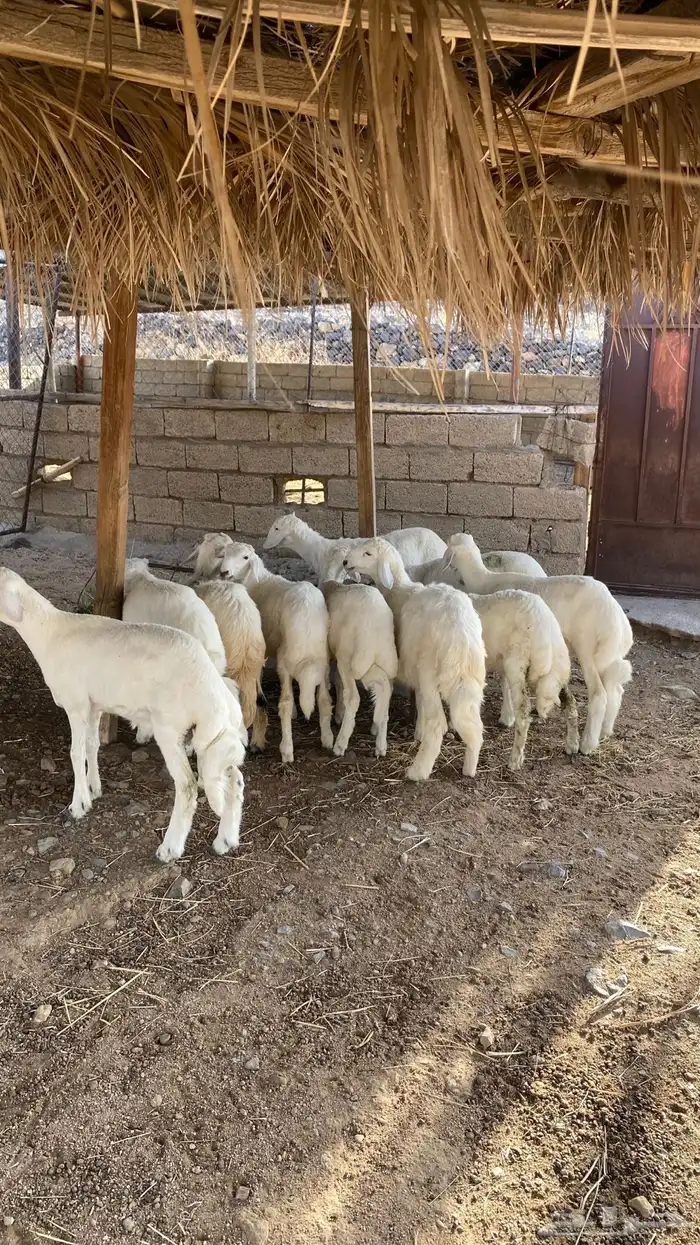 بهم كفو كله خرفان ( تم البيع ) 2