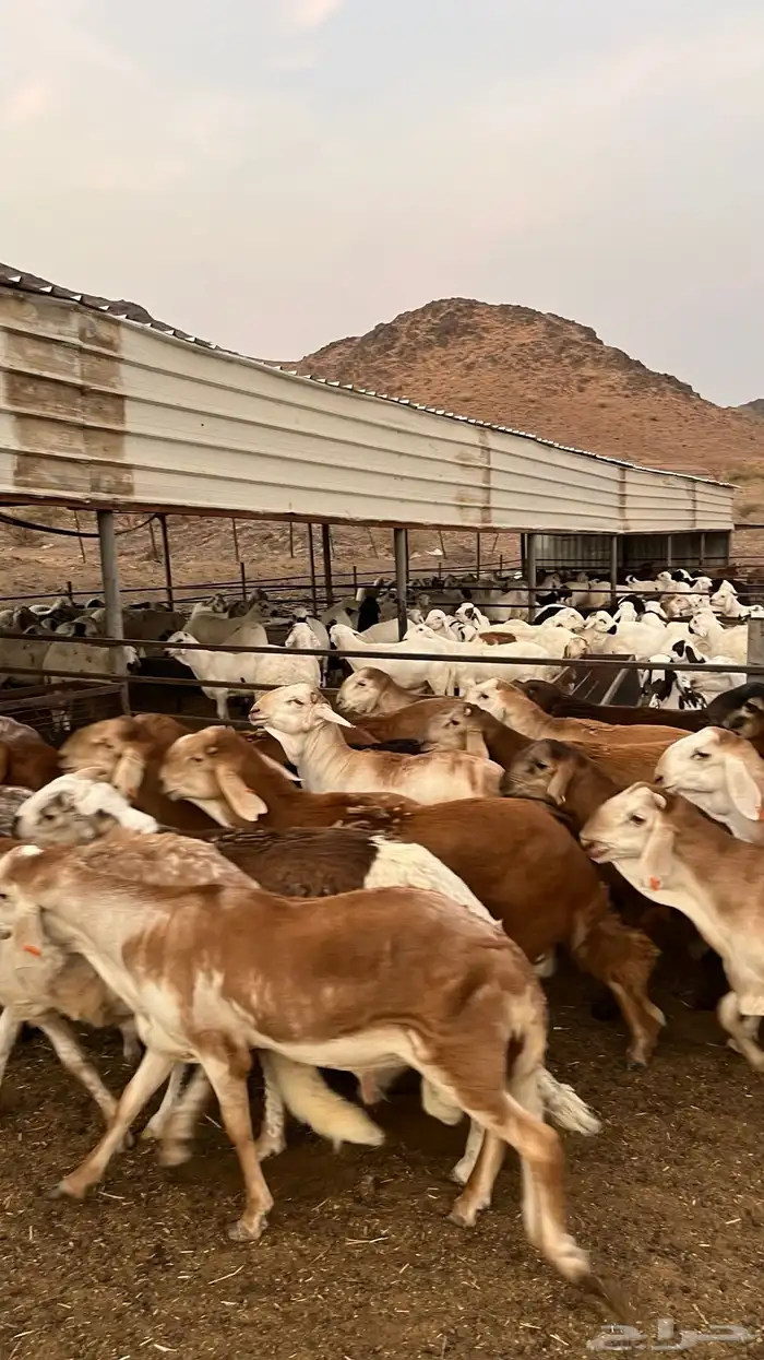 طليان سواكن حمري مرابى مناسبات زواجات ثلاجات 9