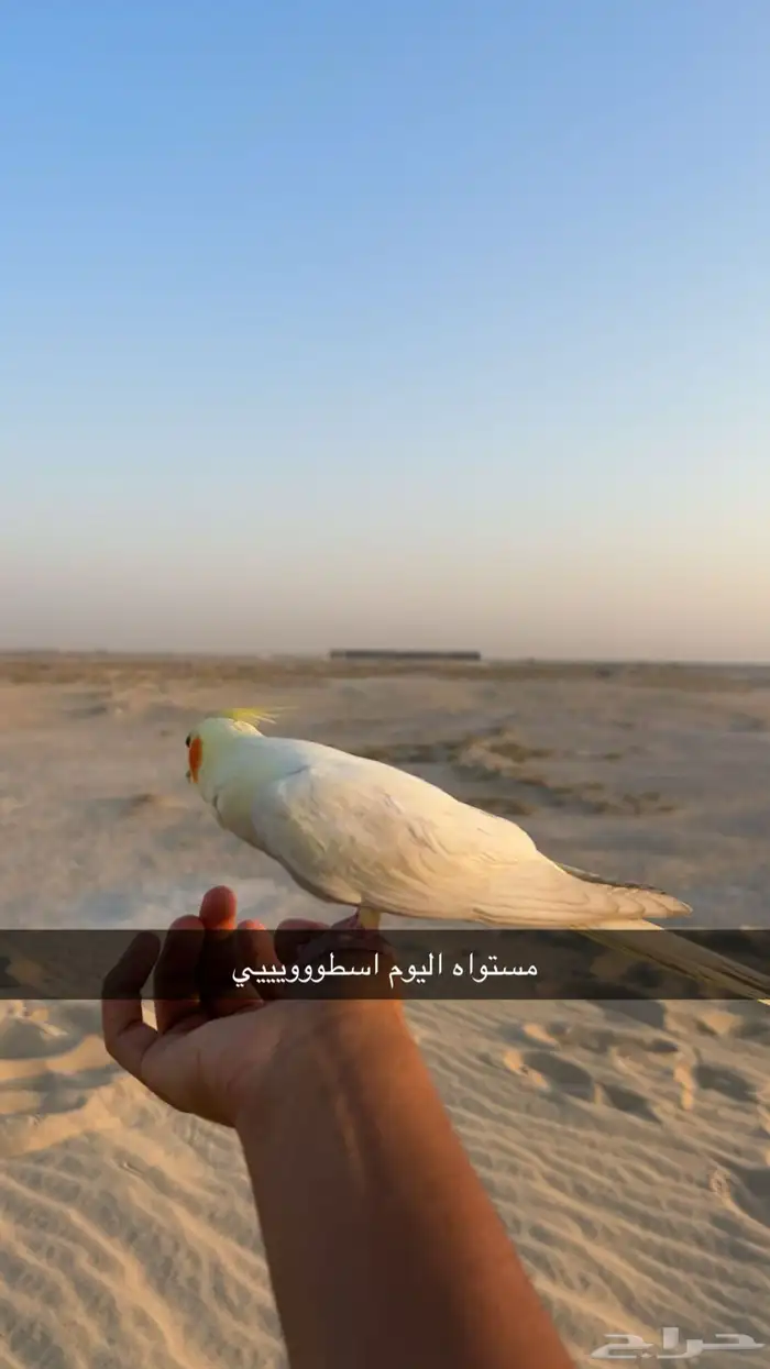 كروان اليف ذكر هدد داخلي وخارجي 28
