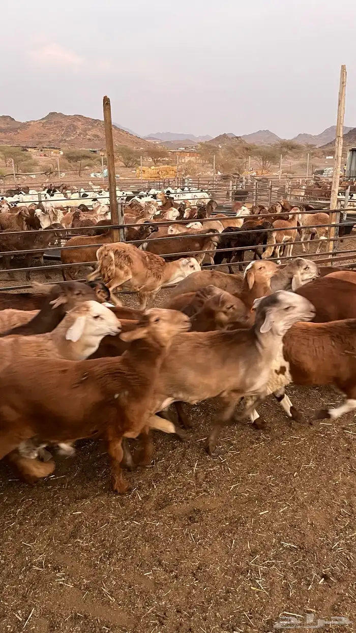 طليان سواكن حمري مرابى مناسبات زواجات ثلاجات 24