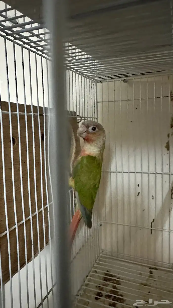 انثى كنيور 2