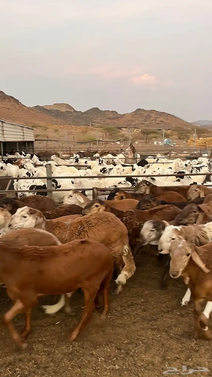 طليان سواكن حمري مرابى مناسبات زواجات ثلاجات 11