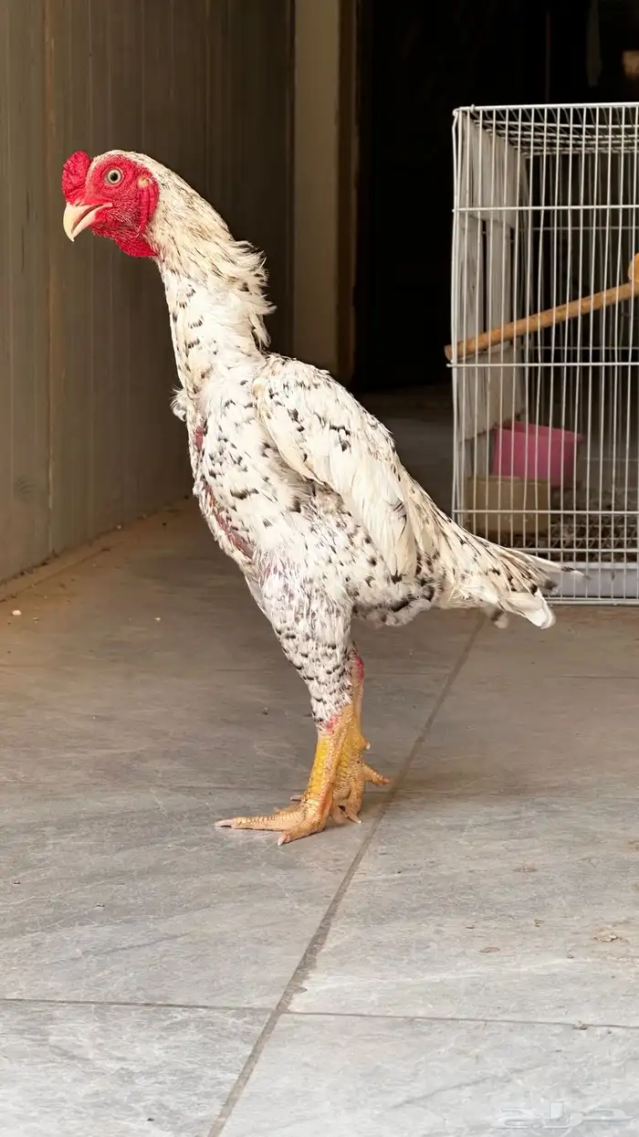 ديك قزم كوشامو ألماني 2