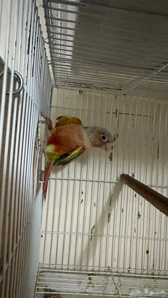 انثى كنيور 1