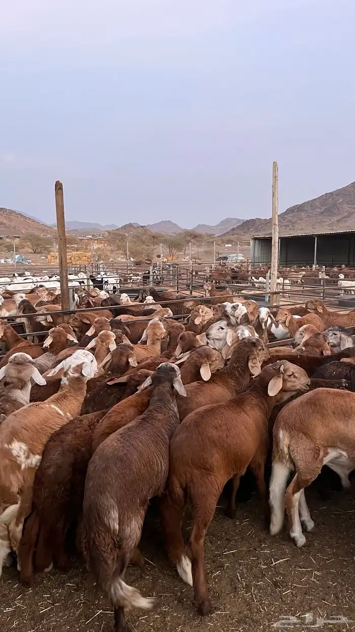 طليان سواكن حمري مرابى مناسبات زواجات ثلاجات 29