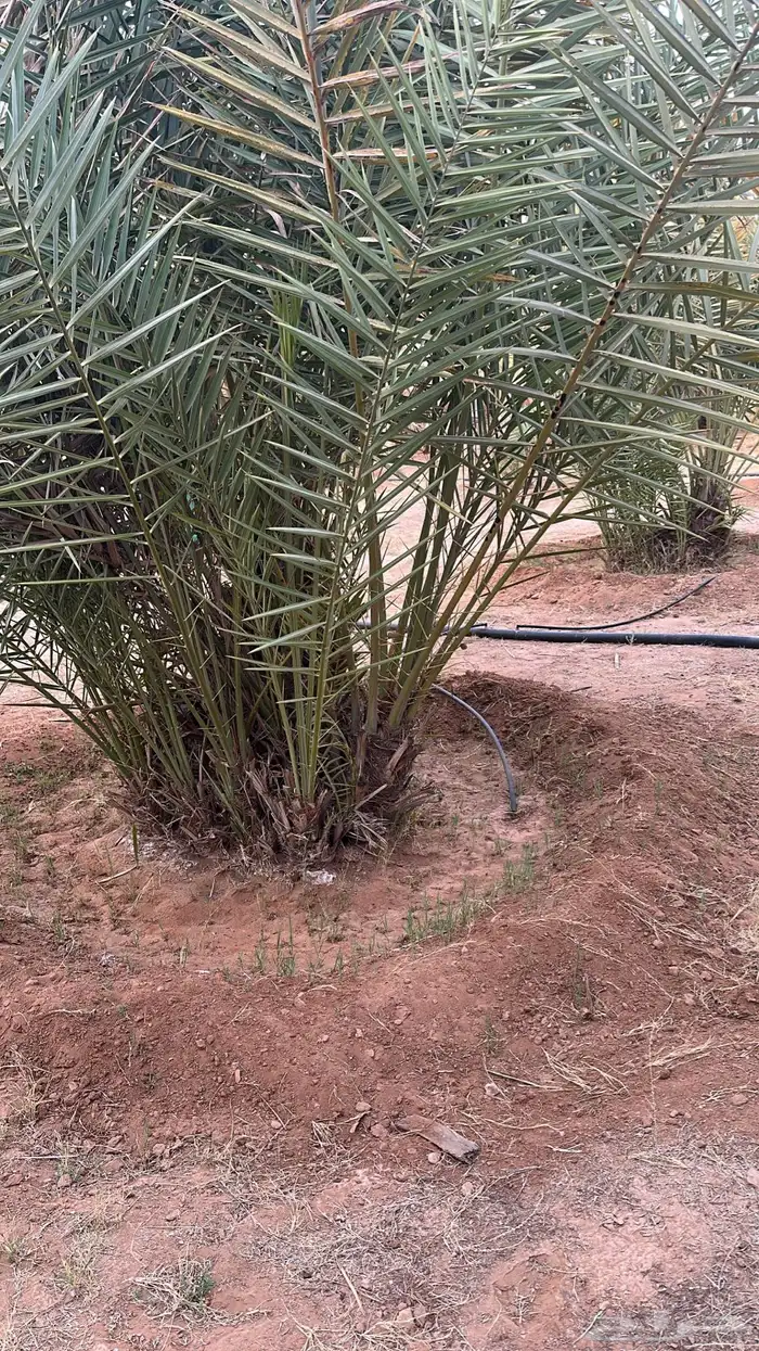 فروخ نخل شقراء الاسياح العدد حول 15 0