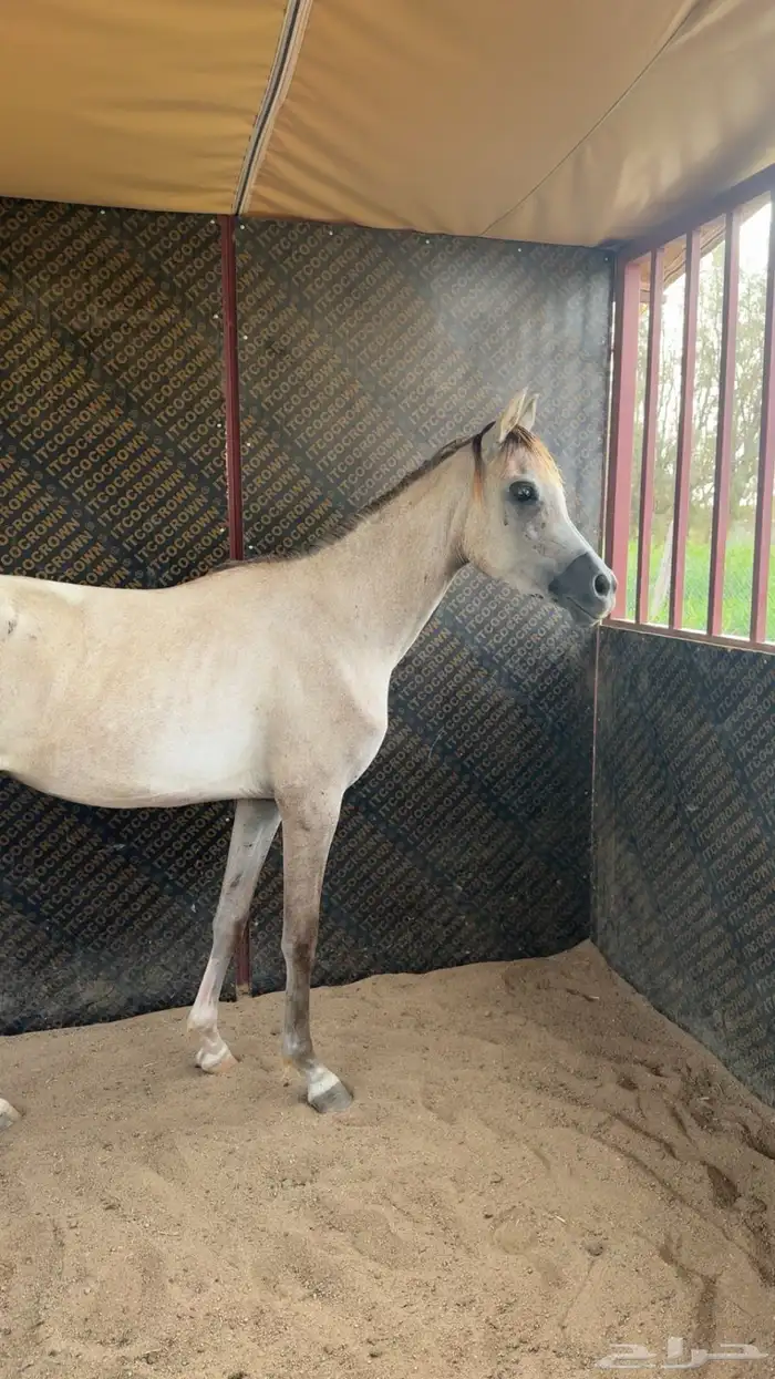 فرس مكس جمال 0