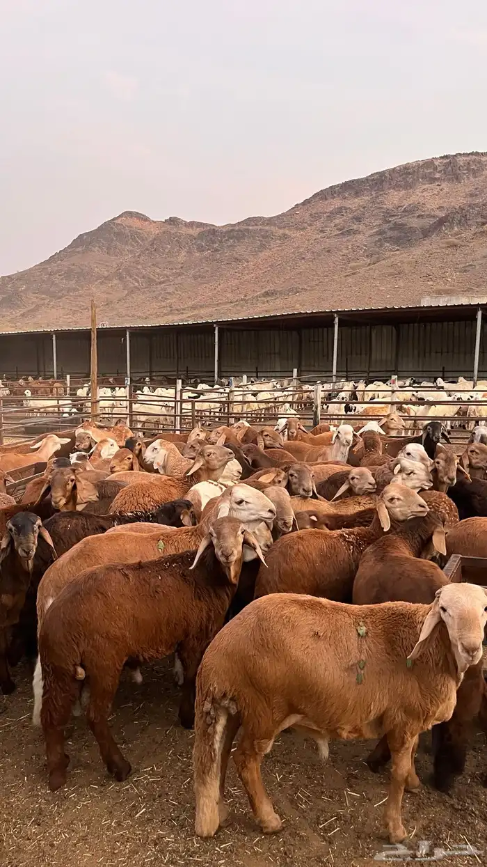 طليان سواكن حمري مرابى مناسبات زواجات ثلاجات 31