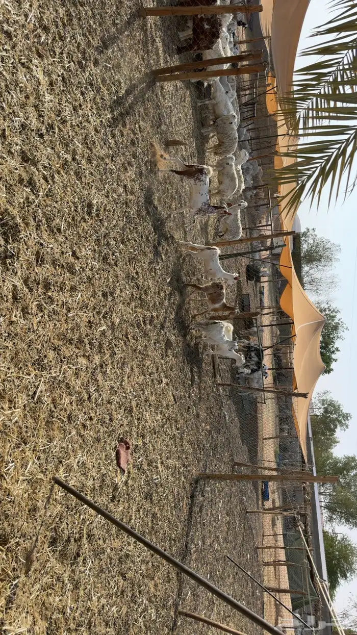 جفرات اشباب 2