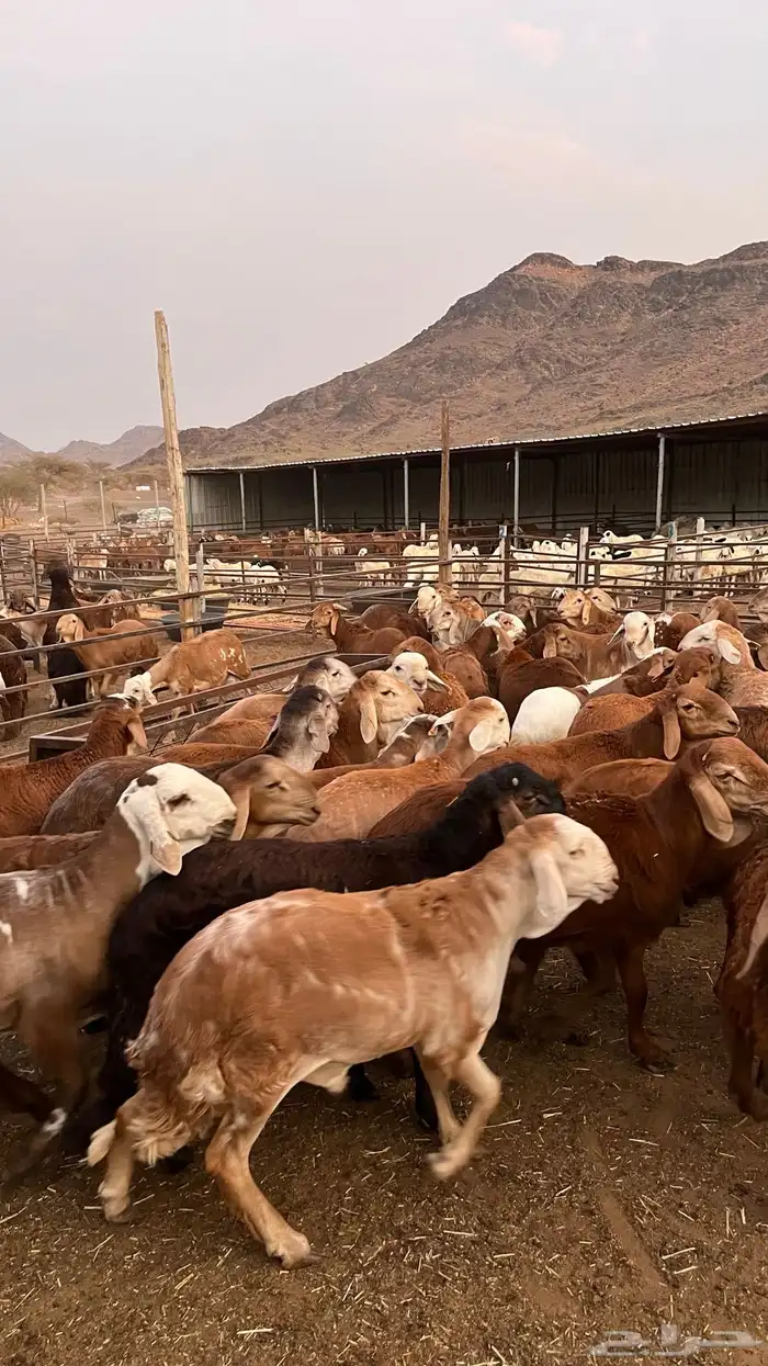 طليان سواكن حمري مرابى مناسبات زواجات ثلاجات 26