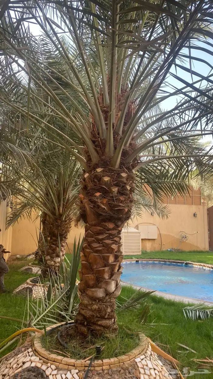 تكريب وتنضيف نخل توريد وغرس 0