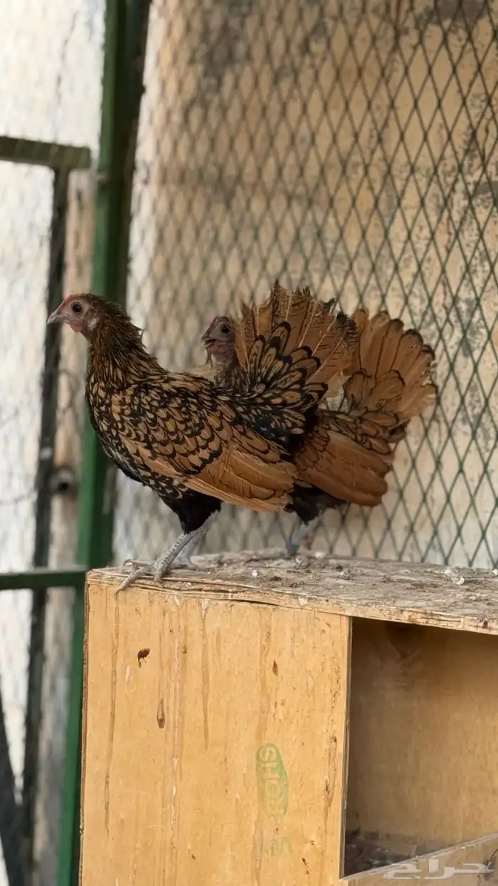 دجاج سبرايت نحاسي ( TOP) بياض 2
