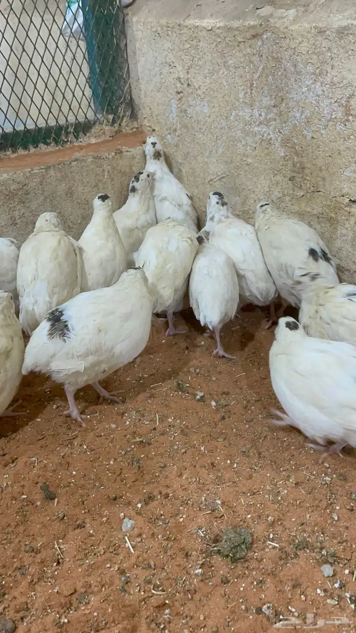 سمان تكساس بشاير  تم البيع 1