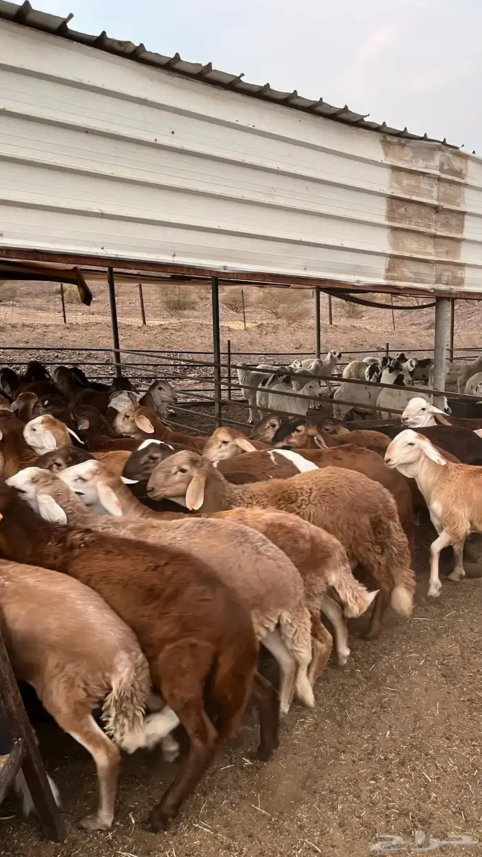 طليان سواكن حمري مرابى مناسبات زواجات ثلاجات 17