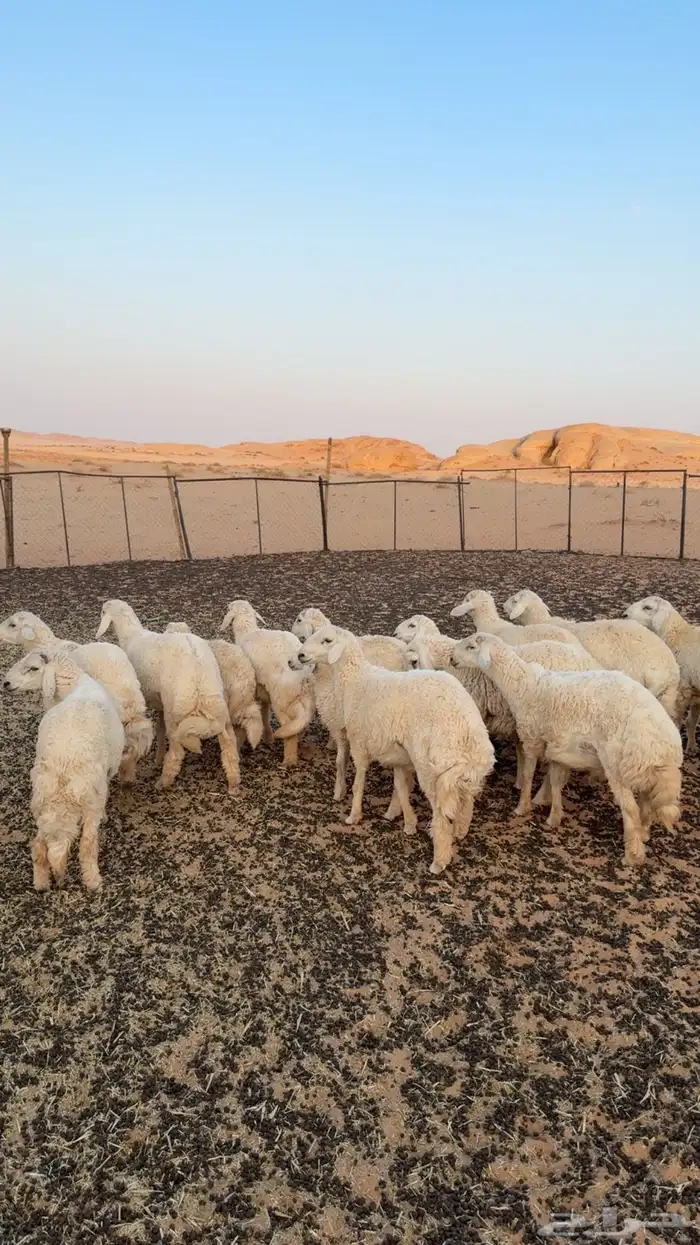 خرفان حريه 2