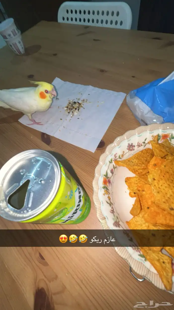 كروان اليف ذكر هدد داخلي وخارجي 3