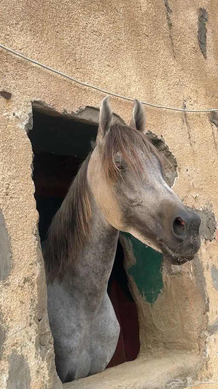 خيل شعبي سليم شرط الحراره على يد الخيال معا المبتدء هادا 2