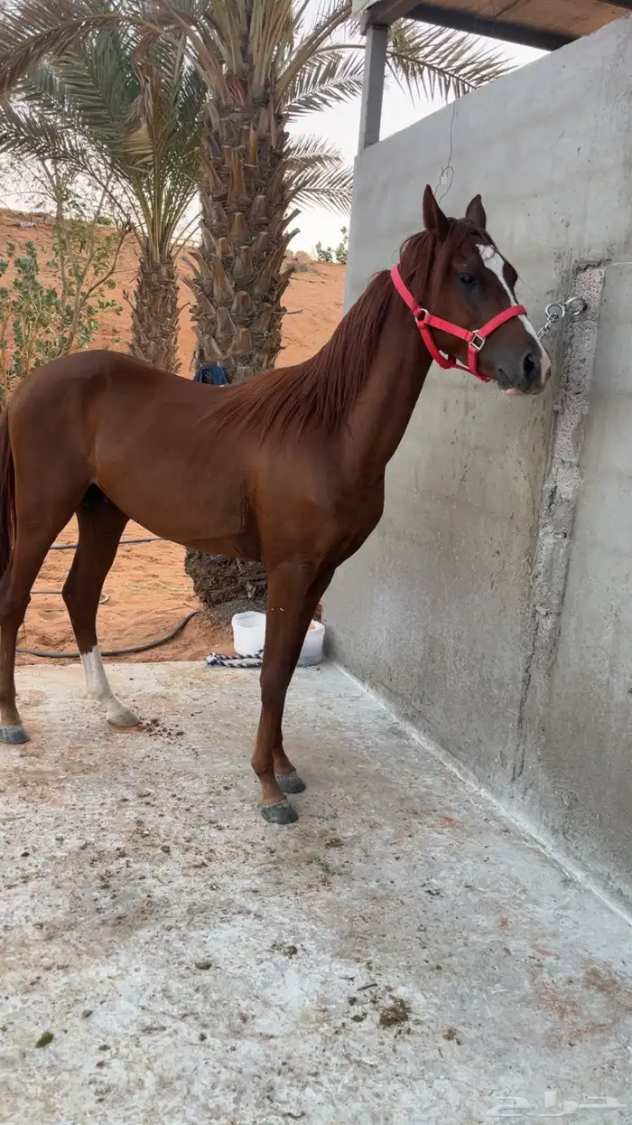 حصان شعبي جاهز للعسف 2