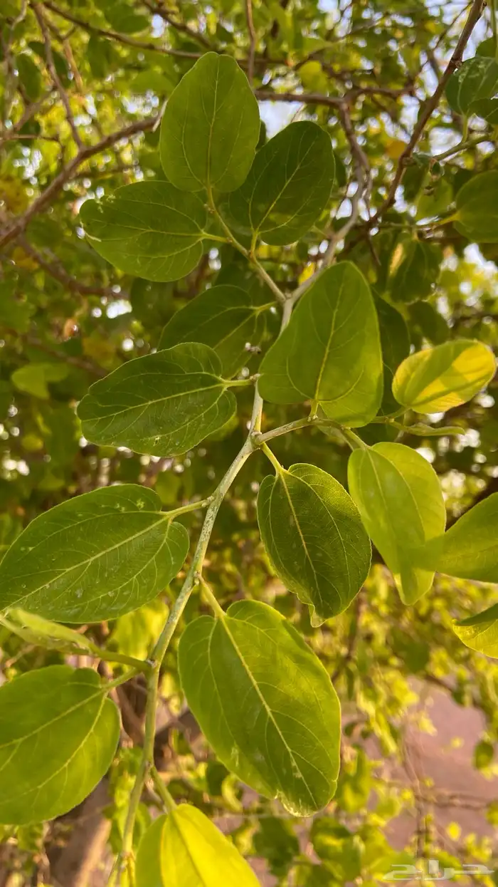 سدر مزرعتنا عضوي 1