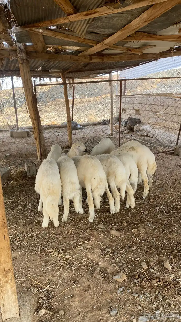 بهم كفو كله خرفان ( تم البيع ) 1